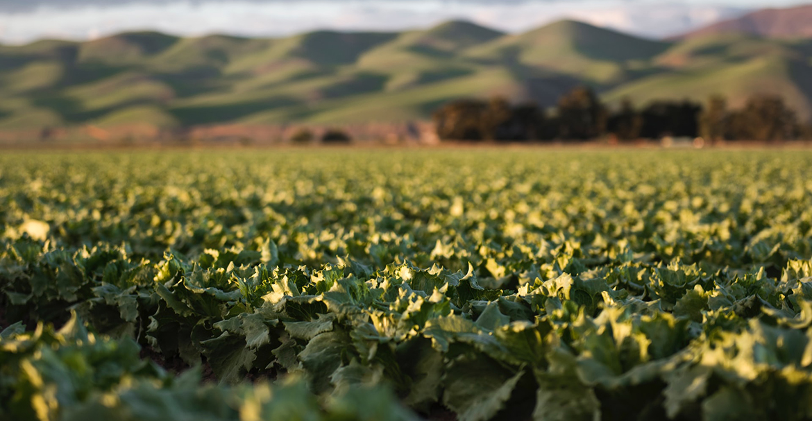 ۳ راه ایجاد بهترین چیزهای ارگانیک